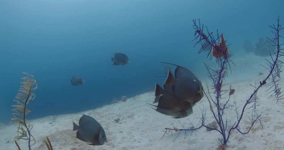 Fish swim near the branches at the bottom of the ocean
