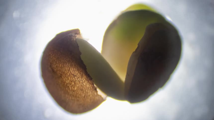 Organism growing under a microscope - a plant emerges from seed