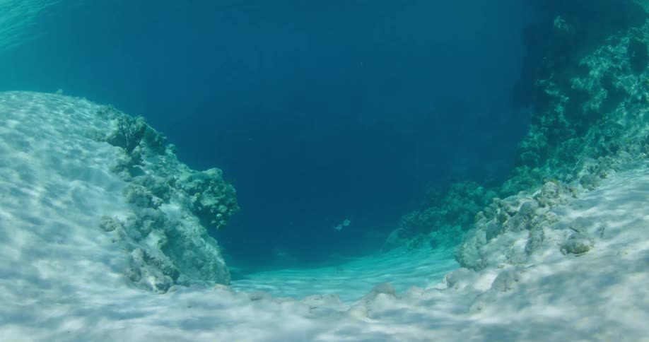 Fish swim along the sandy sea floor during the day
