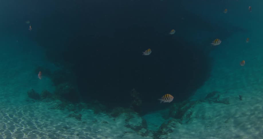 Striped fish swim at the bottom of the ocean