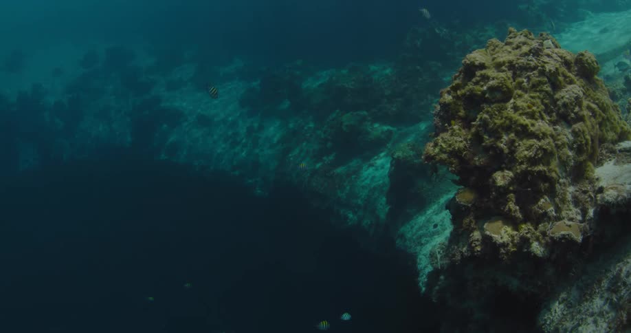Striped fish swim near the coral at the bottom of the ocean