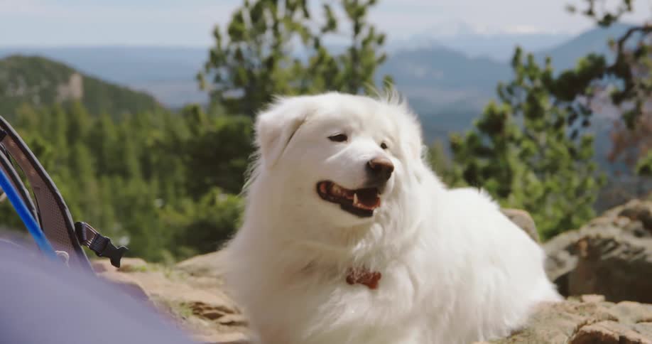 Fluffy white dog sitting near a tent in the mountains in a clear sunny day