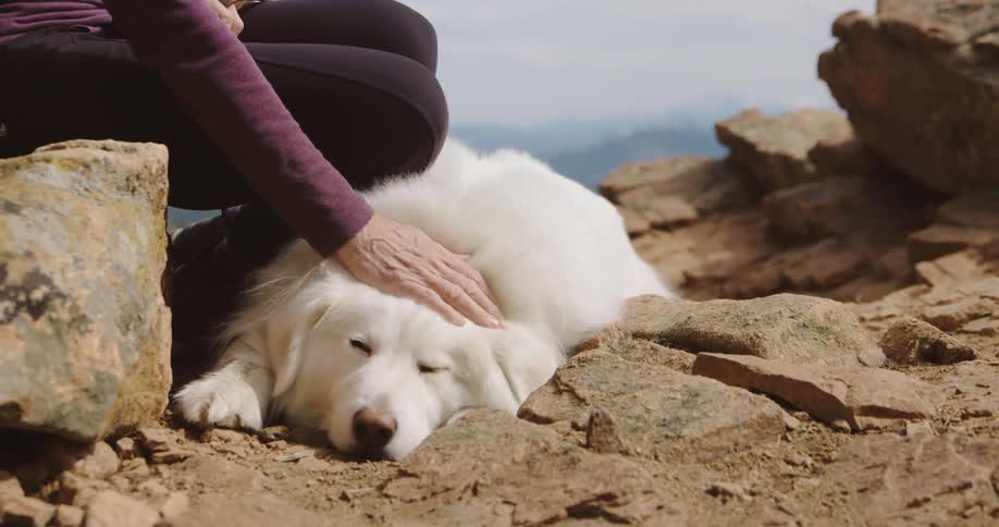 A woman petting a white dog while sitting on rocks outdoors