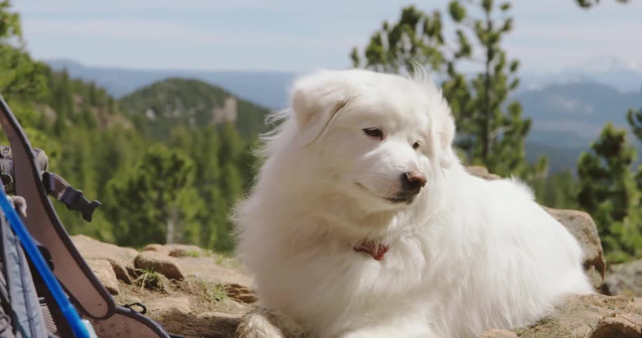 A dog laying on a cliff with trees a mountain range the sky and clouds in the background