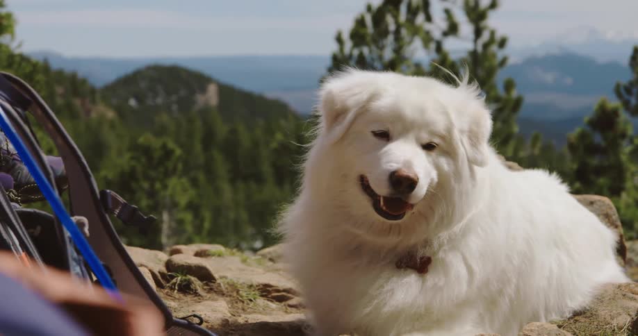 A white dog rests on rocky ground in the mountains during the day