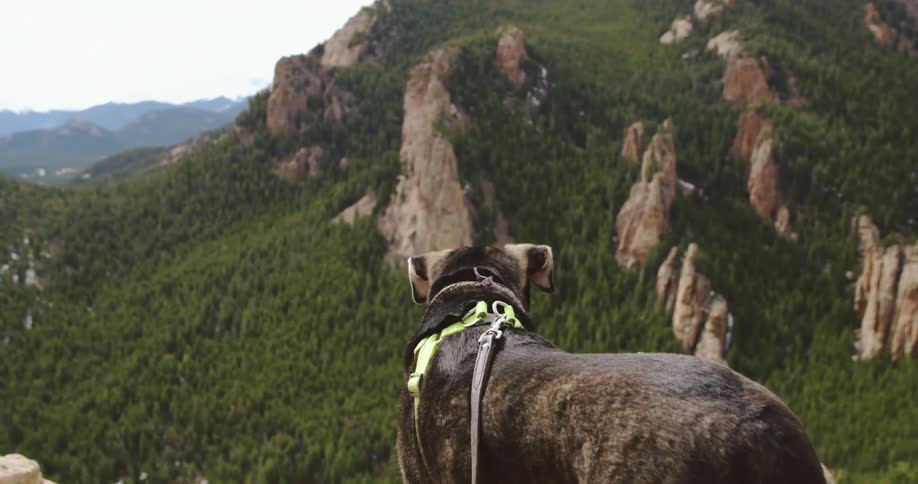 A dog stands on a mountain and looks down across the land