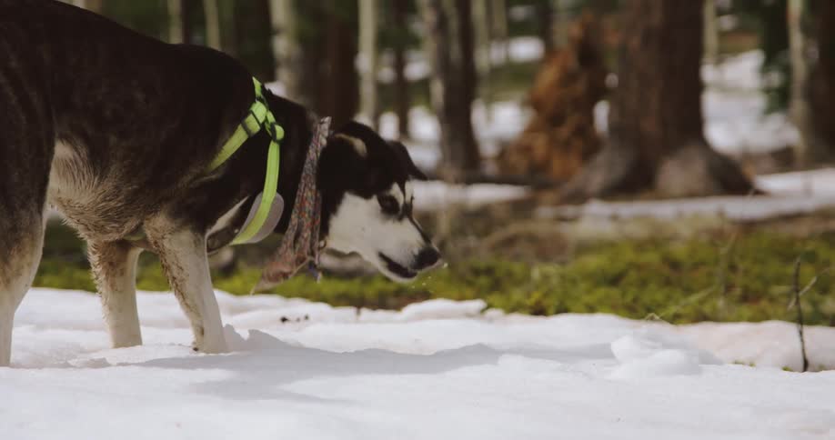 A dog eating snow outdoors
