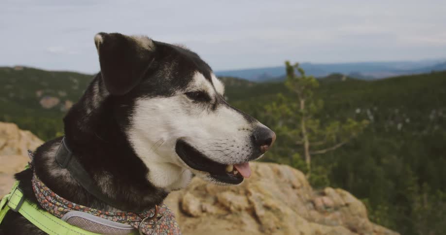 A dog standing around outdoors