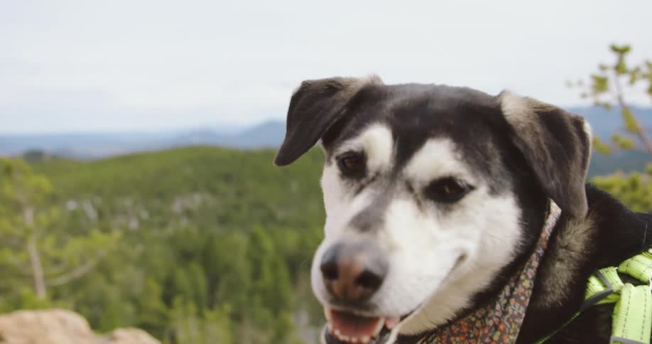A dog next to a cliff with trees a mountain range the sky and clouds in the background