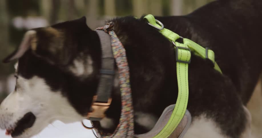 A harnessed dog walking outside in snow in the daytime