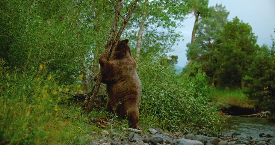 A bear is standing up and pulling on a small tree near a stream