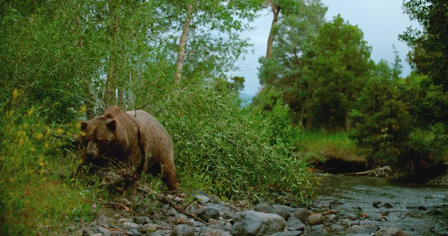 A bear knocks over a dead tree in the wilderness