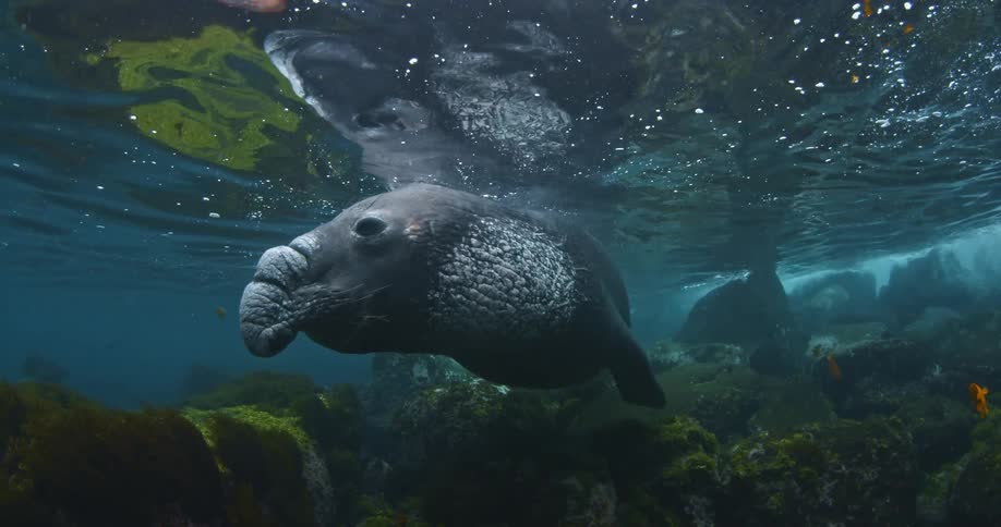 A large seal floats in the water