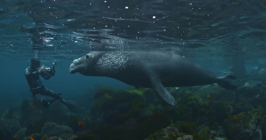 A diver films a manatee in shallow water