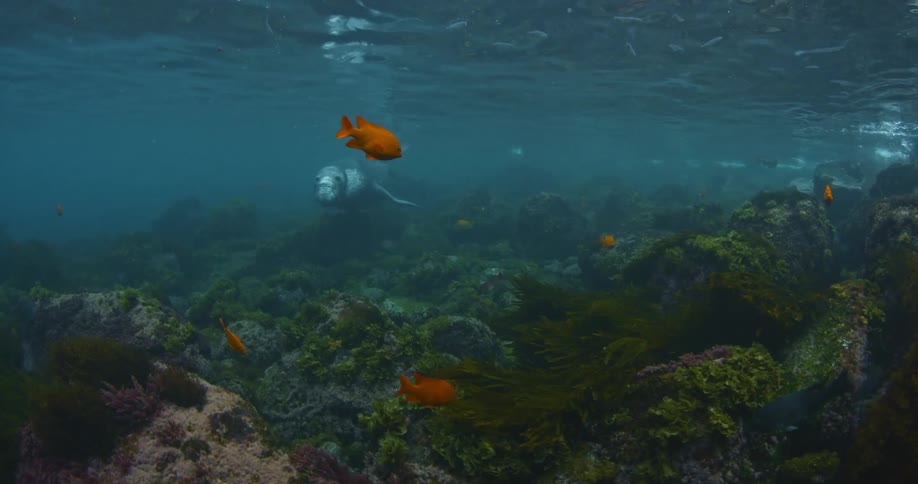 A small group of fish are swimming around a sea lion