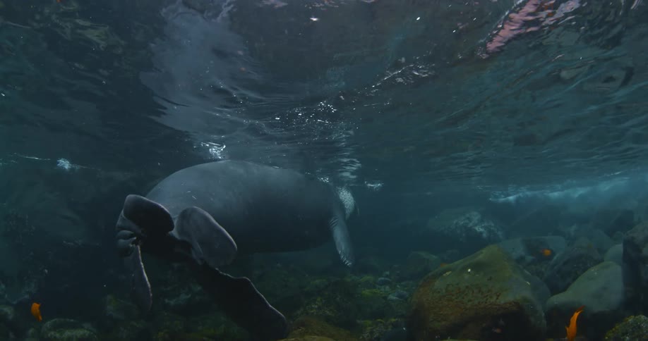 A seal swims in the water