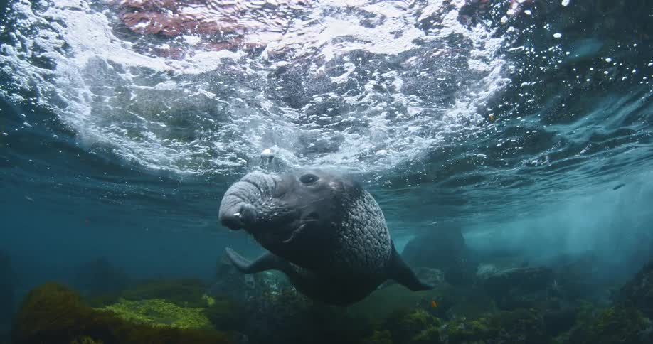 A manatee releases a stream of air