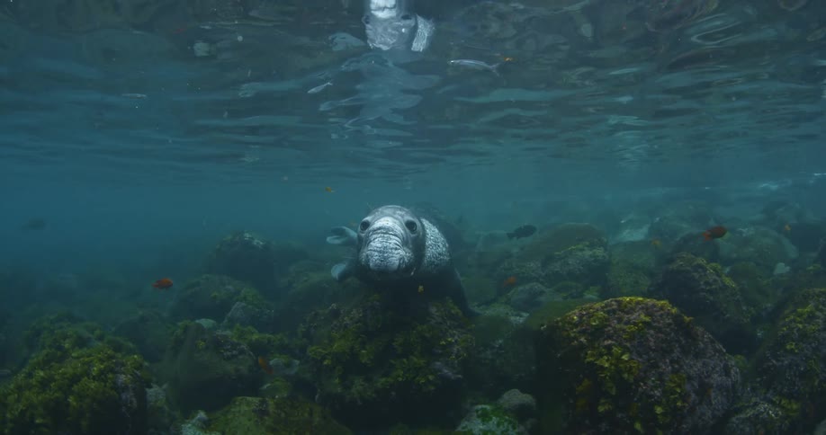 A manatee rests in the water