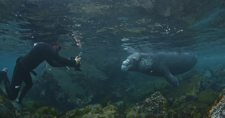 A man is photographing a seal underwater