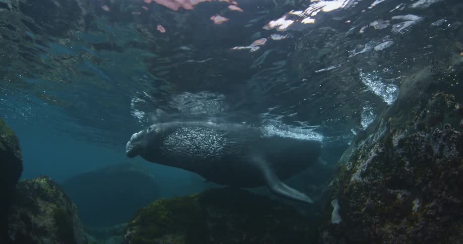 A sea lion underwater swimming after having his face at the surface