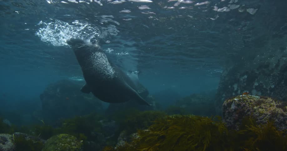 A manatee is breaching the surface of the water