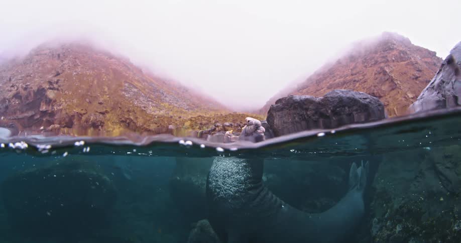 A seal is poking its head above water