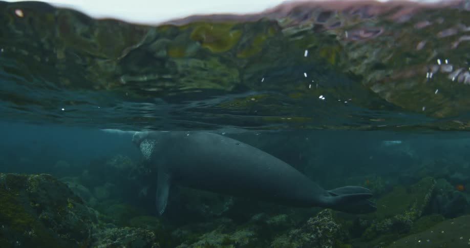 A sea lion swimming near the top of the water close to a rock