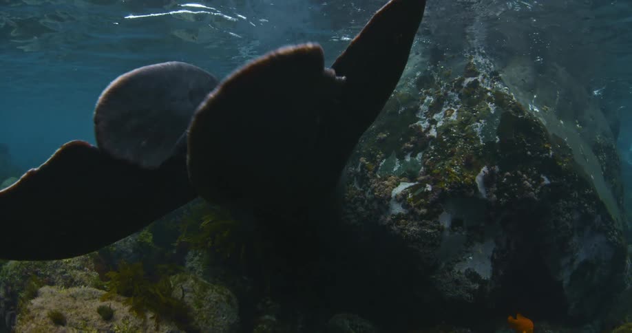 A sea lion from behind swimming underwater near some rocks