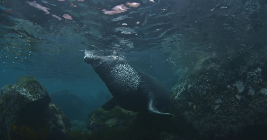 A large manatee breaks the surface of the water