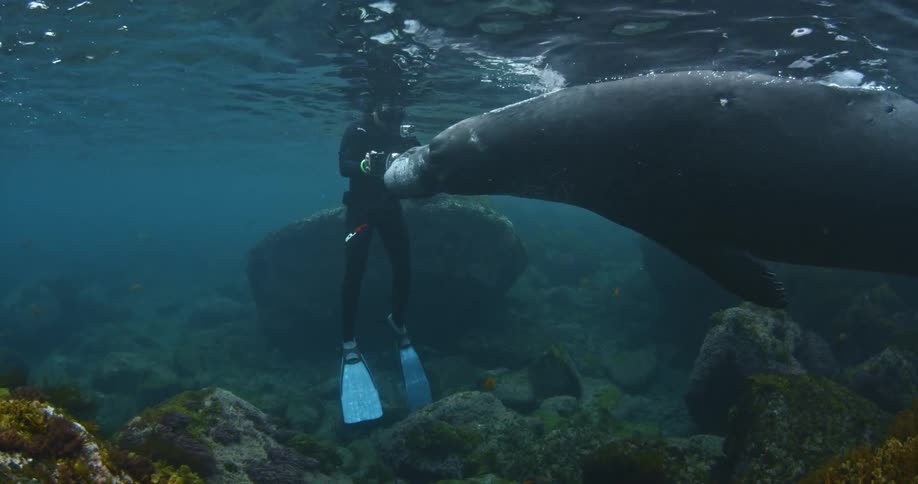 A huge manatee swimming up to a diver holding a camera