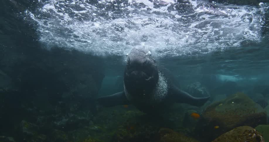 A large sea lion blowing bubbles under the surface of the water