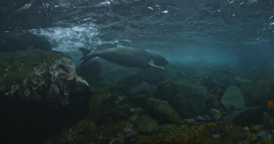 A seal swims in the water near the surface