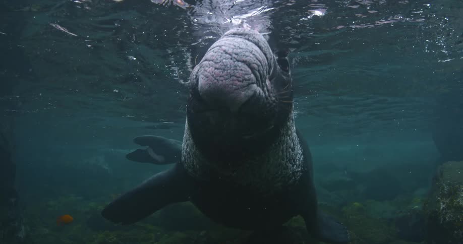 A large seal swims in the water