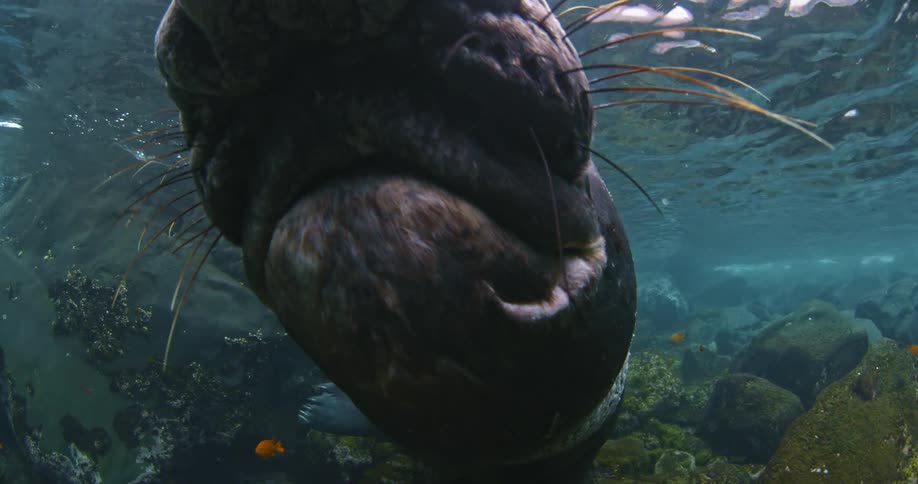 A large manatee hitting his nose on the camera