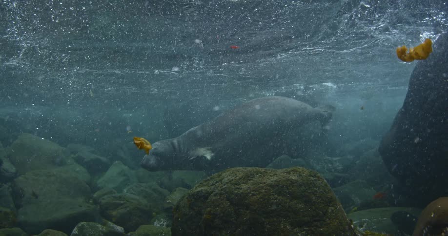 A seal swims near some rocks