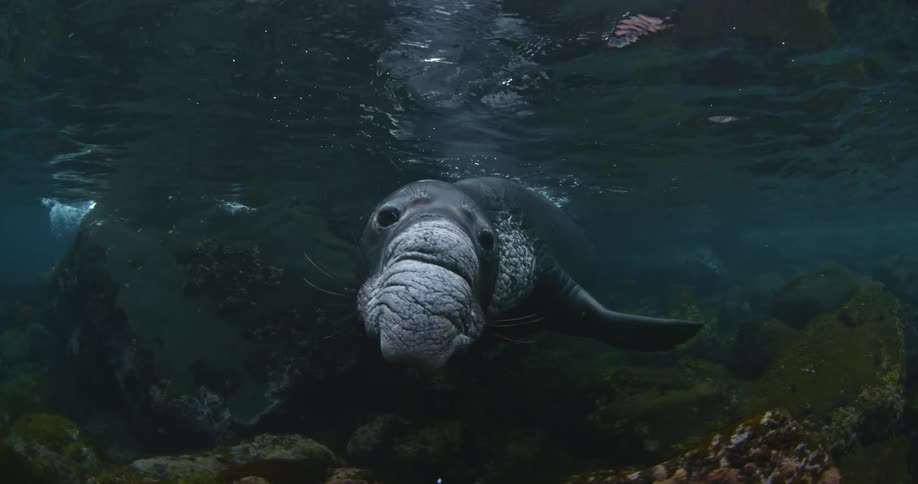 A manatee swims in the water