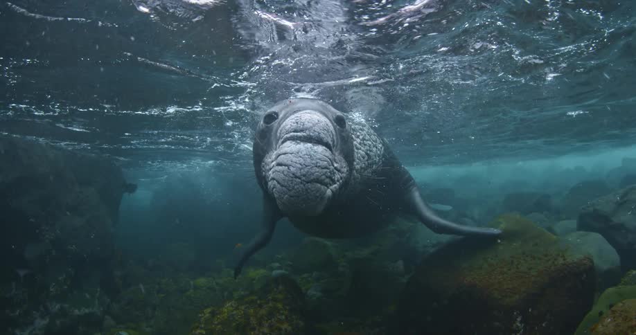 A manatee rests in shallow water