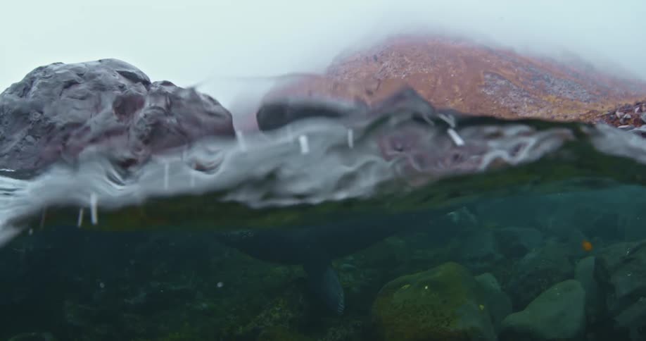 A seal swims in shallow water
