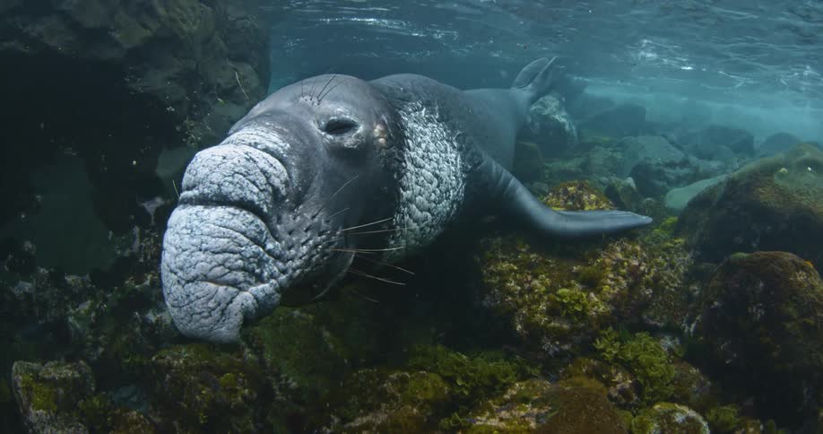 A sea lion is resting on some rocks and looking away from the camera