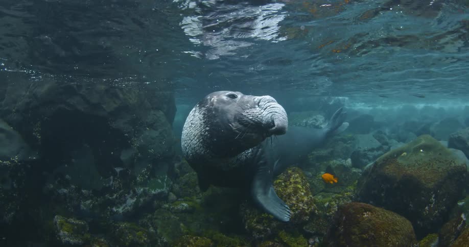 A manatee rests in shallow water