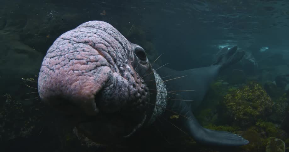 A sea lion moving around looking at the camera