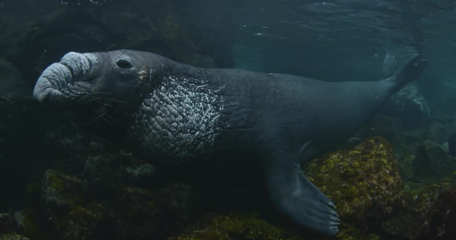 A manatee rests in shallow water