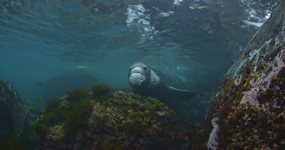 A sea lion swimming underwater and watching near some rocks