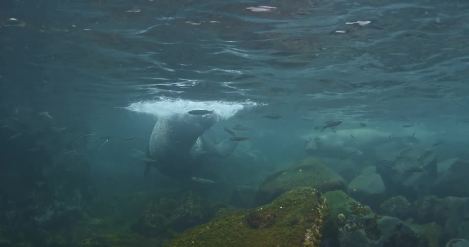 A seal is in the water blowing air at the surface