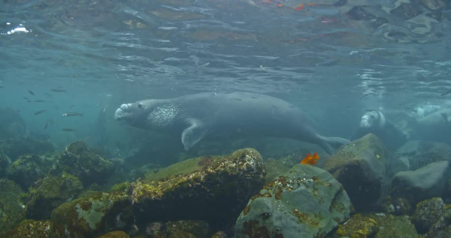 A large seal is under the water by the rocks