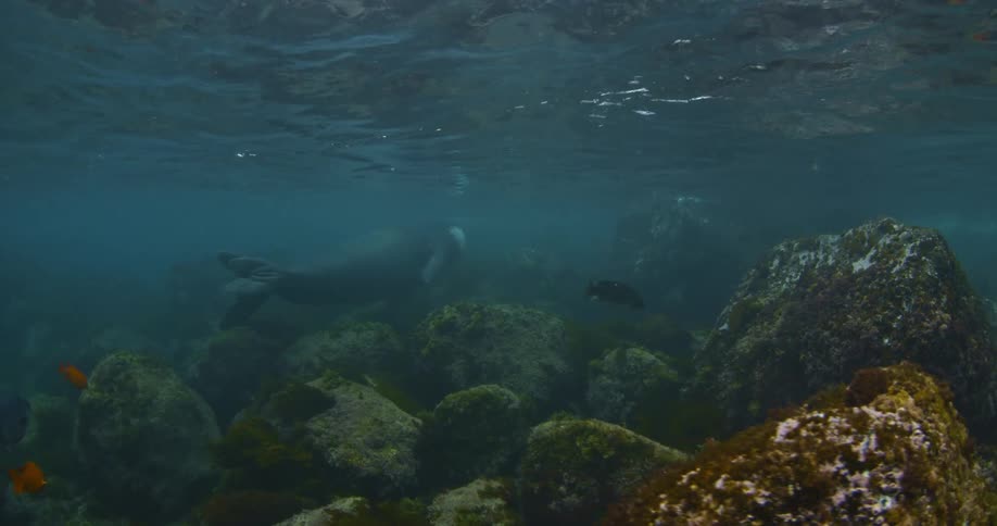A manatee swims in shallow water near fish