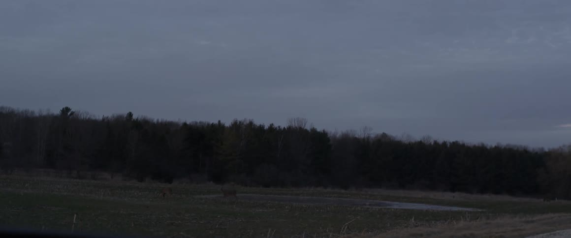 A deer walks near a forest on a cloudy day