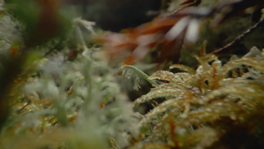 Small plants cluster together intermingling covered in frost and moisture