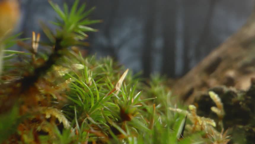 Close up of plants and moss growing over the trunk of a tree in the forest