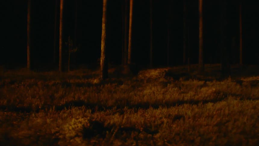 A wooded area at night with lights moving and flickering
